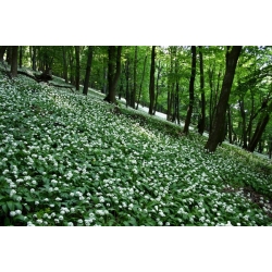 nasiona Czosnek niedźwiedzi Allium szt5 Fore125