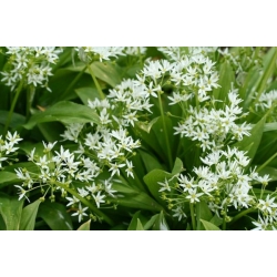 nasiona Czosnek niedźwiedzi Allium szt5 Fore125