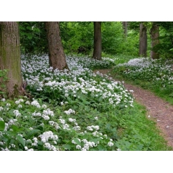 nasiona Czosnek niedźwiedzi Allium szt5 Fore125