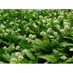 nasiona Czosnek niedźwiedzi Allium szt5 Fore125