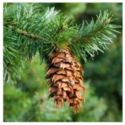 nasiona Daglezja zielona Pseudotsuga szt5 Fore9