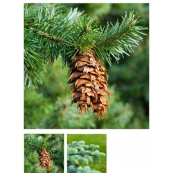 nasiona Daglezja zielona Pseudotsuga szt5 Fore9