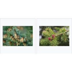 nasiona Daglezja zielona Pseudotsuga szt5 Fore9