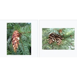 nasiona Daglezja zielona Pseudotsuga szt5 Fore9