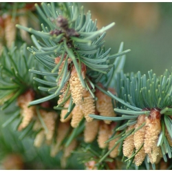 nasiona Daglezja zielona Pseudotsuga szt5 Fore9
