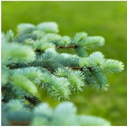 nasiona Daglezja zielona Pseudotsuga szt5 Fore9