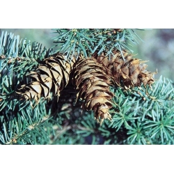 nasiona Daglezja sina Pseudotsuga szt5 Fore111
