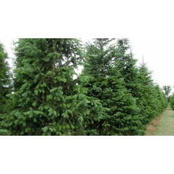 nasiona Daglezja sina Pseudotsuga szt5 Fore111