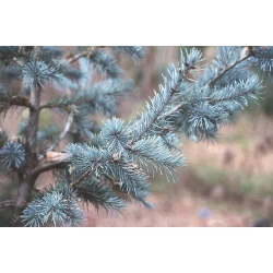 nasiona Daglezja sina Pseudotsuga szt5 Fore111