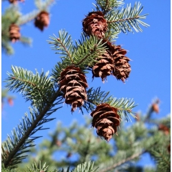nasiona Daglezja sina Pseudotsuga szt5 Fore111
