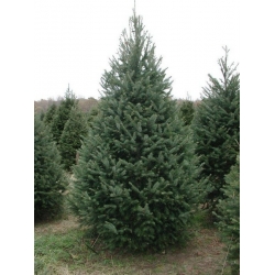 nasiona Daglezja sina Pseudotsuga szt5 Fore111