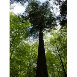 nasiona Daglezja zielona Pseudotsuga szt5 Fore112