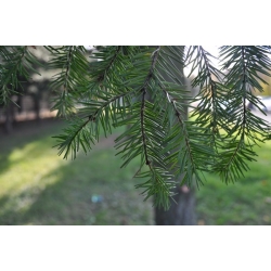 nasiona Daglezja zielona Pseudotsuga szt5 Fore112