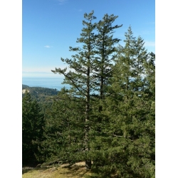 nasiona Daglezja zielona Pseudotsuga szt5 Fore112