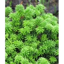 nasiona Daglezja zielona Pseudotsuga szt5 Fore112