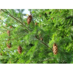 nasiona Daglezja zielona Pseudotsuga szt5 Fore112