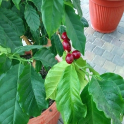 nasiona Drzewko kawowe szt.5 Fore174