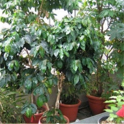 nasiona Drzewko kawowe nana szt.5 Fore175
