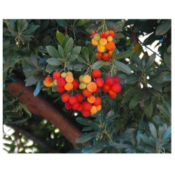 nasiona Drzewo truskawkowe Arbutus szt5 Fore157