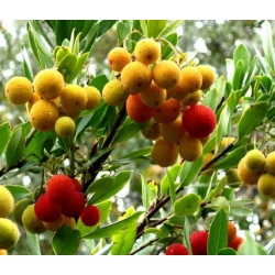 nasiona Drzewo truskawkowe Arbutus szt5 Fore157