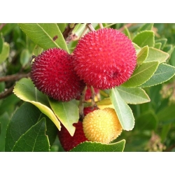 nasiona Drzewo truskawkowe Arbutus szt5 Fore157