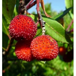 nasiona Drzewo truskawkowe Arbutus szt5 Fore157