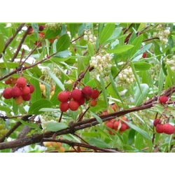 nasiona Drzewo truskawkowe Arbutus szt5 Fore157