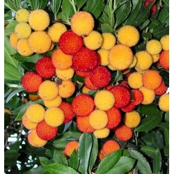 nasiona Drzewo truskawkowe Arbutus szt5 Fore157