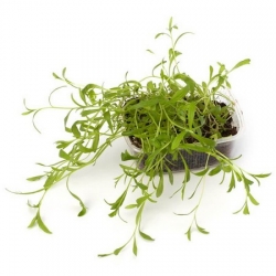 nasiona Estragon Artemisia szt5 Fore126