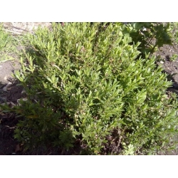 nasiona Estragon Artemisia szt5 Fore126