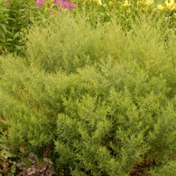 nasiona Estragon Artemisia szt5 Fore126