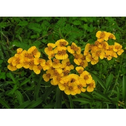 nasiona Estragon meksykański Thymus szt5 Fore153