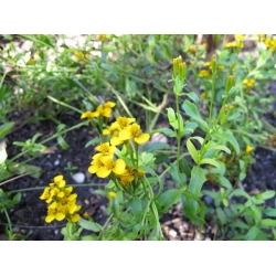 nasiona Estragon meksykański Thymus szt5 Fore153