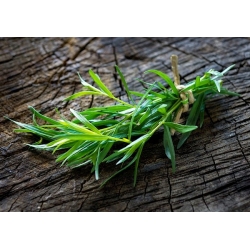 nasiona Estragon meksykański Thymus szt5 Fore153