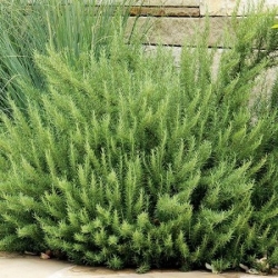 nasiona Estragon meksykański Thymus szt5 Fore153