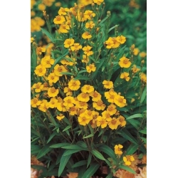 nasiona Estragon meksykański Thymus szt5 Fore153