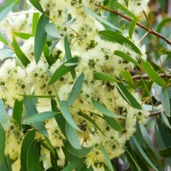 nasiona Eukaliptus cytrynowy szt.5 Fore182