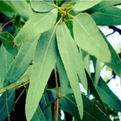 nasiona Eukaliptus cytrynowy szt.5 Fore182