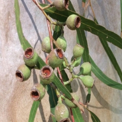 nasiona Eukaliptus cytrynowy szt.5 Fore182