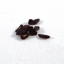 nasiona Eukaliptus cytrynowy szt.5 Fore182