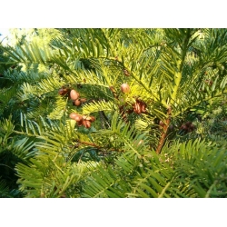 nasiona Głowocis pestkowy Cephalotaxus szt5 Fore43