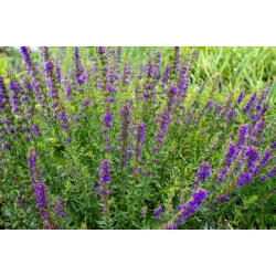 nasiona Hyzop Hyssopus officinalis szt5 Fore139