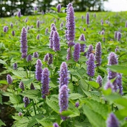 nasiona Hyzop Hyssopus officinalis szt5 Fore139