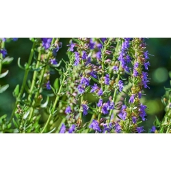 nasiona Hyzop Hyssopus officinalis szt5 Fore139