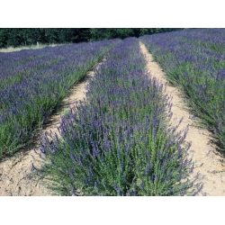 nasiona Hyzop Hyssopus officinalis szt5 Fore139