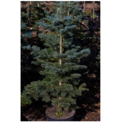 nasiona Jodła arizońska Abies szt5 Fore29