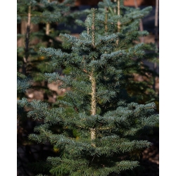 nasiona Jodła arizońska Abies szt5 Fore29