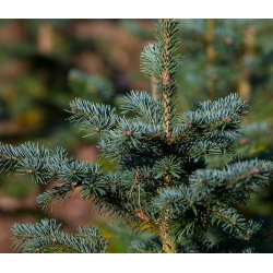 nasiona Jodła arizońska Abies szt5 Fore29