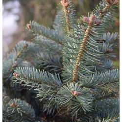 nasiona Jodła arizońska Abies szt5 Fore29