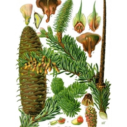 nasiona Jodła chińska Abies szt5 Fore22